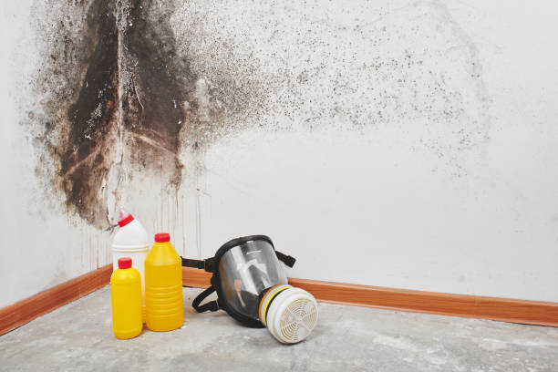 Best Commercial Mold Remediation in Galion, OH
