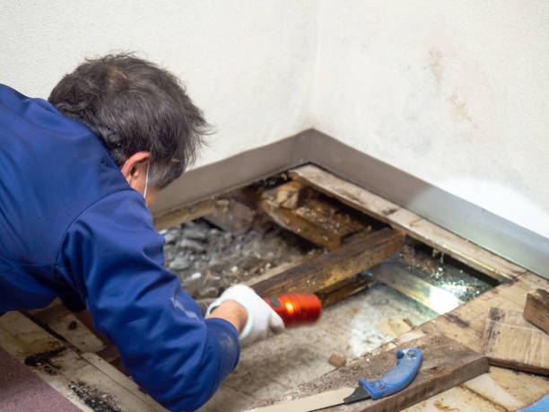 Best Kitchen Mold Remediation in Galion, OH