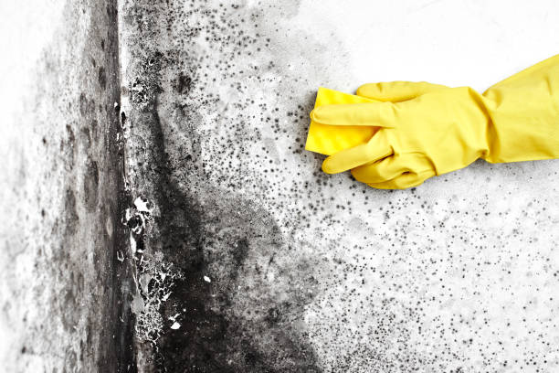 Best Residential Mold Remediation in Galion, OH