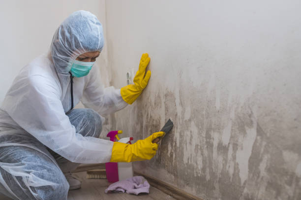 Best Emergency Mold Remediation in Galion, OH