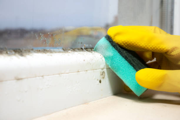 Best Emergency Mold Remediation in Galion, OH