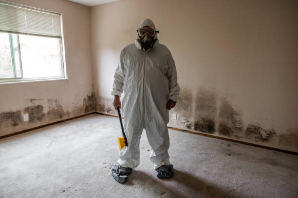 Best Post-Flood Mold Remediation in Galion, OH