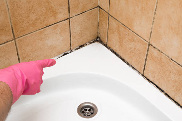 Best DIY Mold Remediation Support Services in Galion, OH